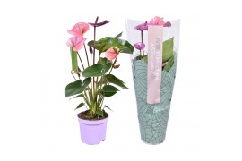 Anthurium andr. cavalli Just perfection® (XL-Flowers)