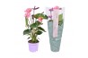 Anthurium andr. cavalli Just perfection® (XL-Flowers)
