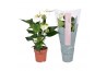 Anthurium andr. cocos Just perfection® (XL-Flowers)