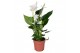 Anthurium andr. cocos Just perfection® (XL-Flowers) 
