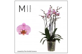 Phalaenopsis mavellous pink special 4 tak mimesis 50+