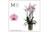 Phalaenopsis mavellous pink special 4 tak mimesis 50+