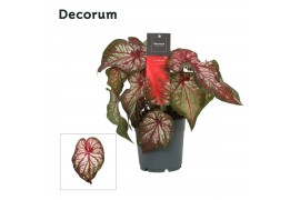 Caladium bicolor decorum