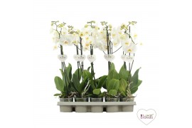 Phalaenopsis wit / geel lip 1 takvertakt  9+ 65cm