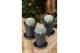 Cactus Astrophytum Asterias 