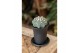 Cactus Astrophytum Asterias 