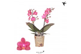 Phalaenopsis multiflora roze 2 tak fragrance kolibri orchids