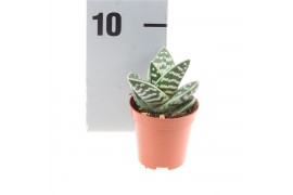 Aloe variegata al5007