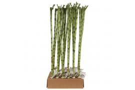 Dracaena lucky bamboo recht 80 cm Straight 80cm in Tube & Karton Tray
