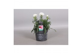 Dianthus oscar white decorum