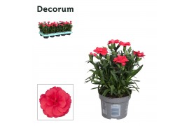 Dianthus oscar red decorum