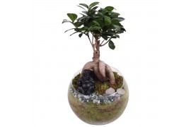 Ficus  microcarpa ginseng Glass Bowl Vase