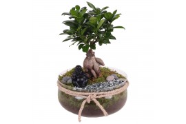 Ficus  microcarpa ginseng Glass Vase with Rope