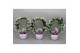 Dendrobium nobile star class white 2 tak special boog in lisa love whi 