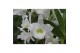 Dendrobium nobile star class wit 2 tak special boog 