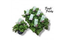 Pelargonium welrieke mix Pel. Fresh&Fruity® Choco Fresh