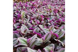 Succulenten tradescantia albiflora nanouk collection in potcover