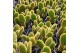 Opuntia ficus-indica microdasys in potcover 