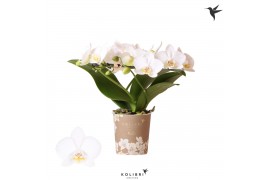 Phalaenopsis multiflora wit 3 tak halo white kolibri orchids