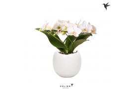 Phalaenopsis multiflora wit 3 tak halo white in bowl pot white kolibri