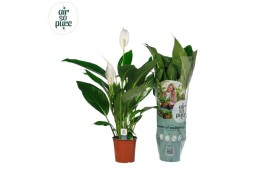 Spathiphyllum bingo cupido 6+ bloem - Air So Pure