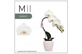 Phalaenopsis wit 1 tak swan white in martine white ceramic mimesis