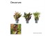 Codiaeum variegatum mix kopstek decorum 