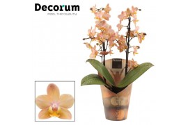 Phalaenopsis multiflora scention decorum perfíum 2+ tak