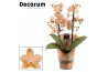 Phalaenopsis multiflora scention decorum perfíum 2+ tak