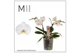 Phalaenopsis spirit white 2 tak mimesis