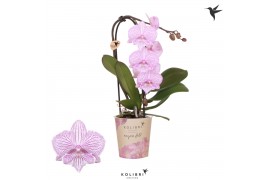 Phalaenopsis elegant cascade 1 tak niagara fall pink kolibri orchids