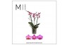 Phalaenopsis multiflora roze Mimesis Phal. Multi Dark Pink - 3 spike 1