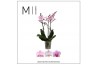 Phalaenopsis multiflora roze light pink 3 tak mimesis