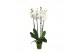 Phalaenopsis wit surtido 4 tak,30 bl., 