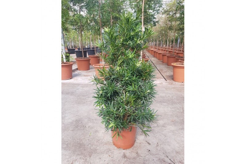 Podocarpus nivalis macrophylla 