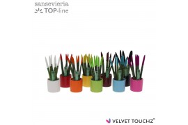 Sansevieria cylindrica velvet touchz mix met dots keramiek