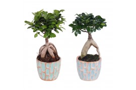 Ficus  microcarpa ginseng Exotic Vibes