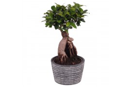 Ficus  microcarpa ginseng Rustig Touch