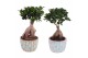 Ficus  microcarpa ginseng Exotic Vibes 