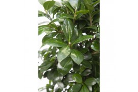 Ficus microcarpa ginseng Folded pot colormix