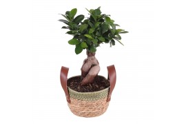 Ficus  microcarpa ginseng Exotic Vibes