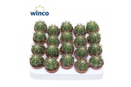 Cactus Gymnocalycium Quelianum 1 pp