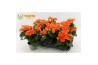 Begonia oranje batik Begonia 13cm zonder hoes Orange 1 pp