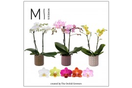 Phalaenopsis multiflora mix Mimesis Phal. Mix - 2 spike 9cm in Pascal 