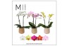 Phalaenopsis multiflora mix Mimesis Phal. Mix - 2 spike 9cm in Will ce