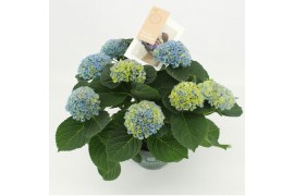 Hydrangea macr. magical revolution blue 7/8 flowers