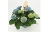 Hydrangea macr. magical revolution blue 7/8 flowers