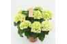 Hydrangea macr. schneeball 7/8 bloem