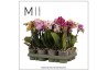 Phalaenopsis multiflora mix 3 tak mimesis