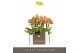 Phalaenopsis multiflora geel Optifriend Indy 2spike 